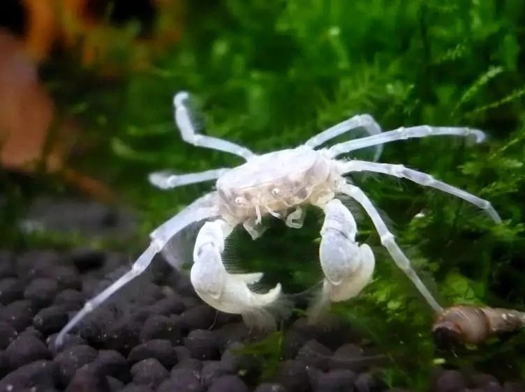 Micro Crab Thai - NageoireBleue