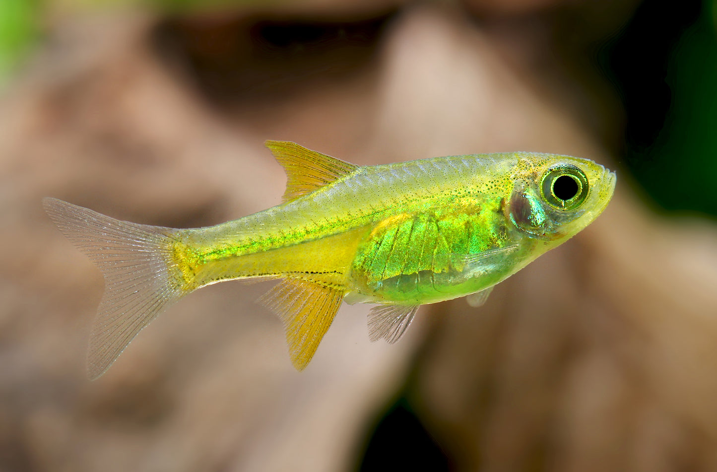 Rasbora Neon Vert (Microdevario kubotai) - NageoireBleue