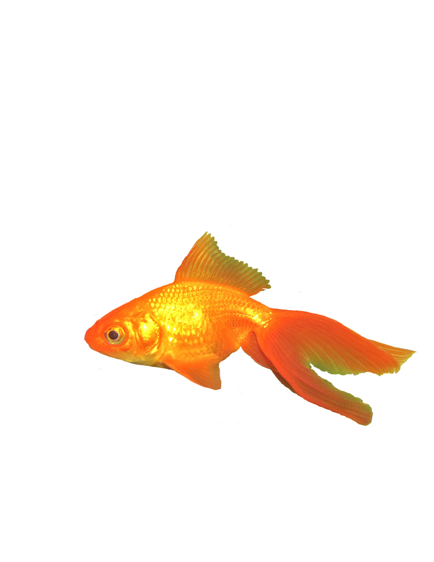 Matching fantail "Not just orange, colors may vary."
