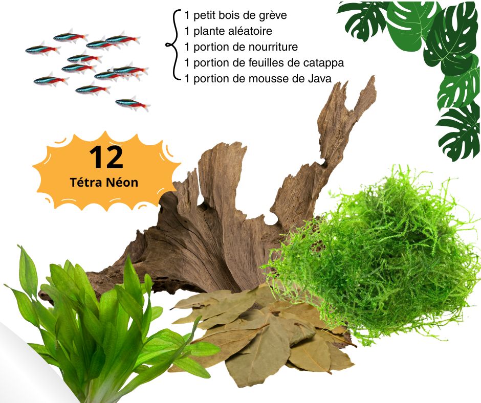 Combo Tétra Néon - NageoireBleue