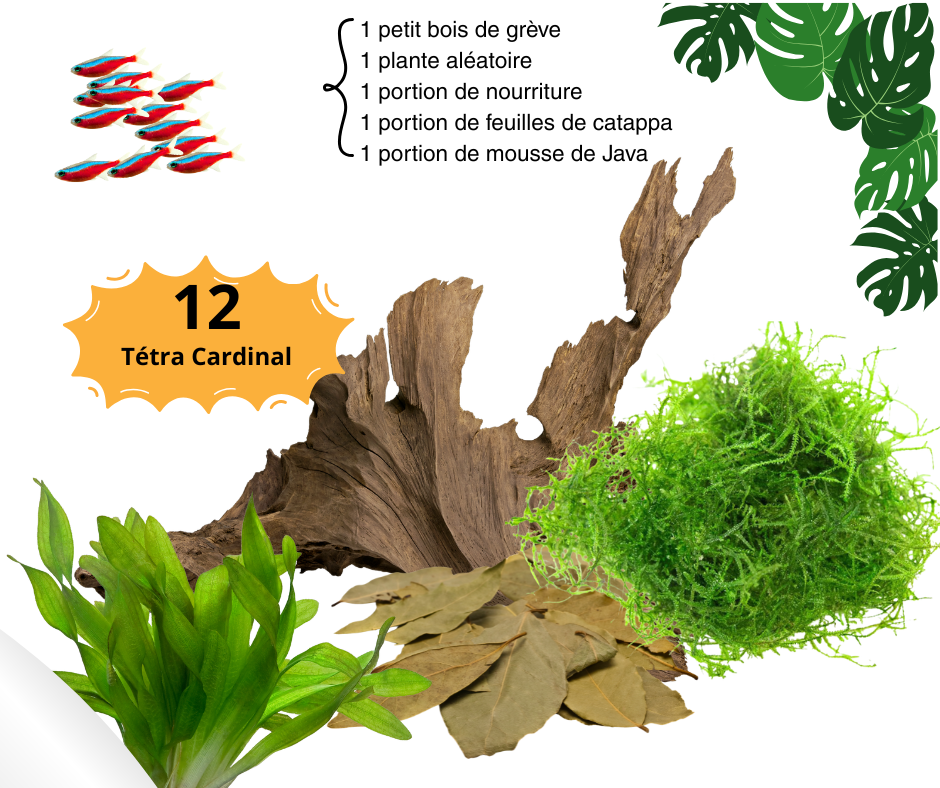Combo Tétra Cardinal - NageoireBleue