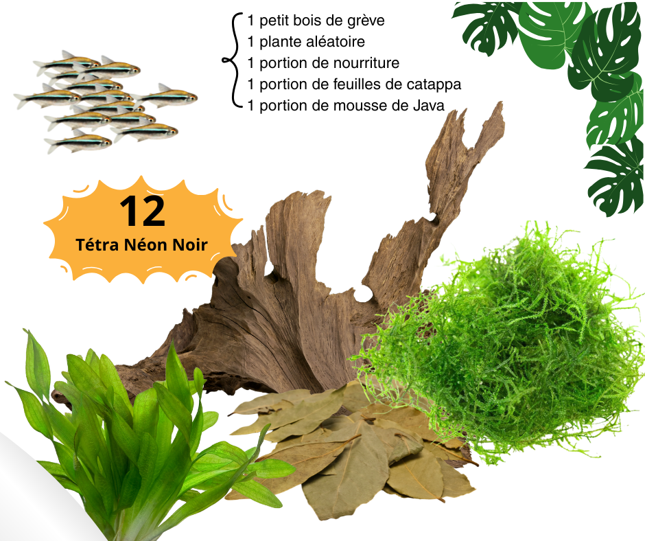 Combo Tétra Néon Noir - NageoireBleue