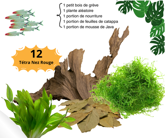 Combo Tétra Nez Rouge (Rummy Nose) - NageoireBleue