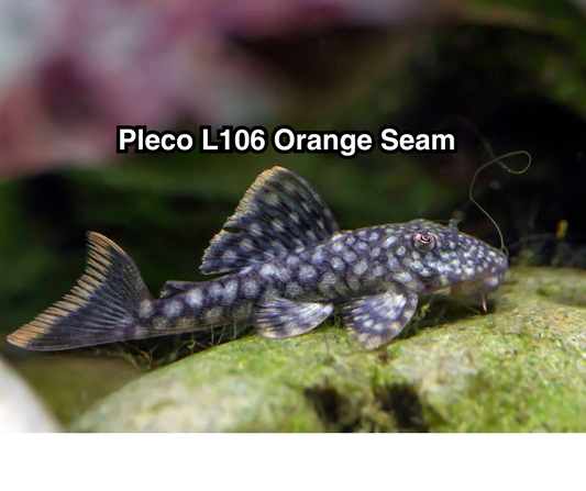 Pleco orange seam L106 - NageoireBleue