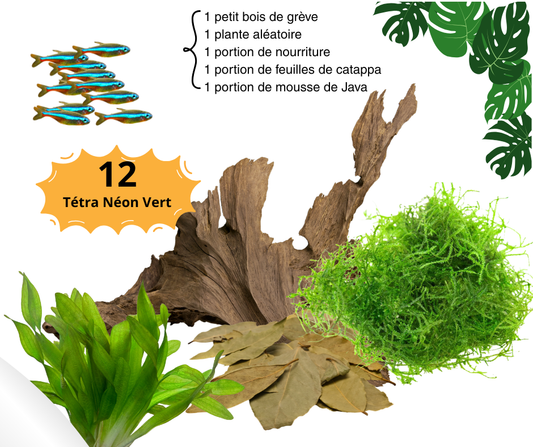 Combo Tétra Néon Vert - NageoireBleue
