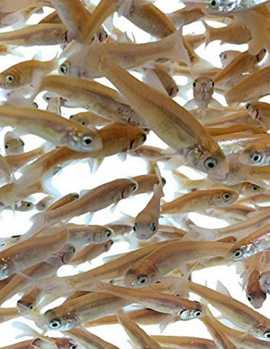 Minnow rose rouge ( Nourir ) - NageoireBleue