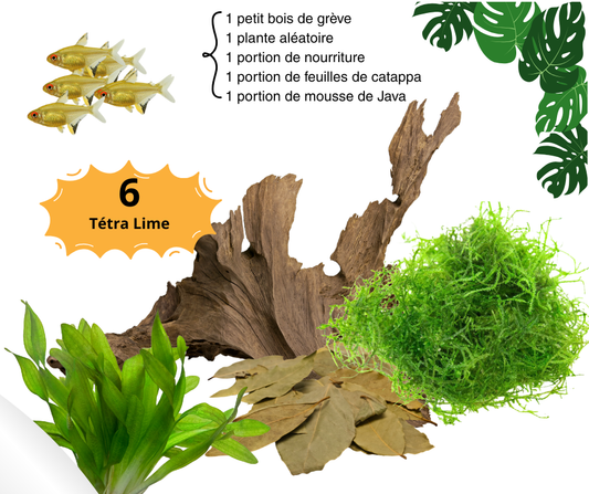 Combo Tetra Lime - NageoireBleue