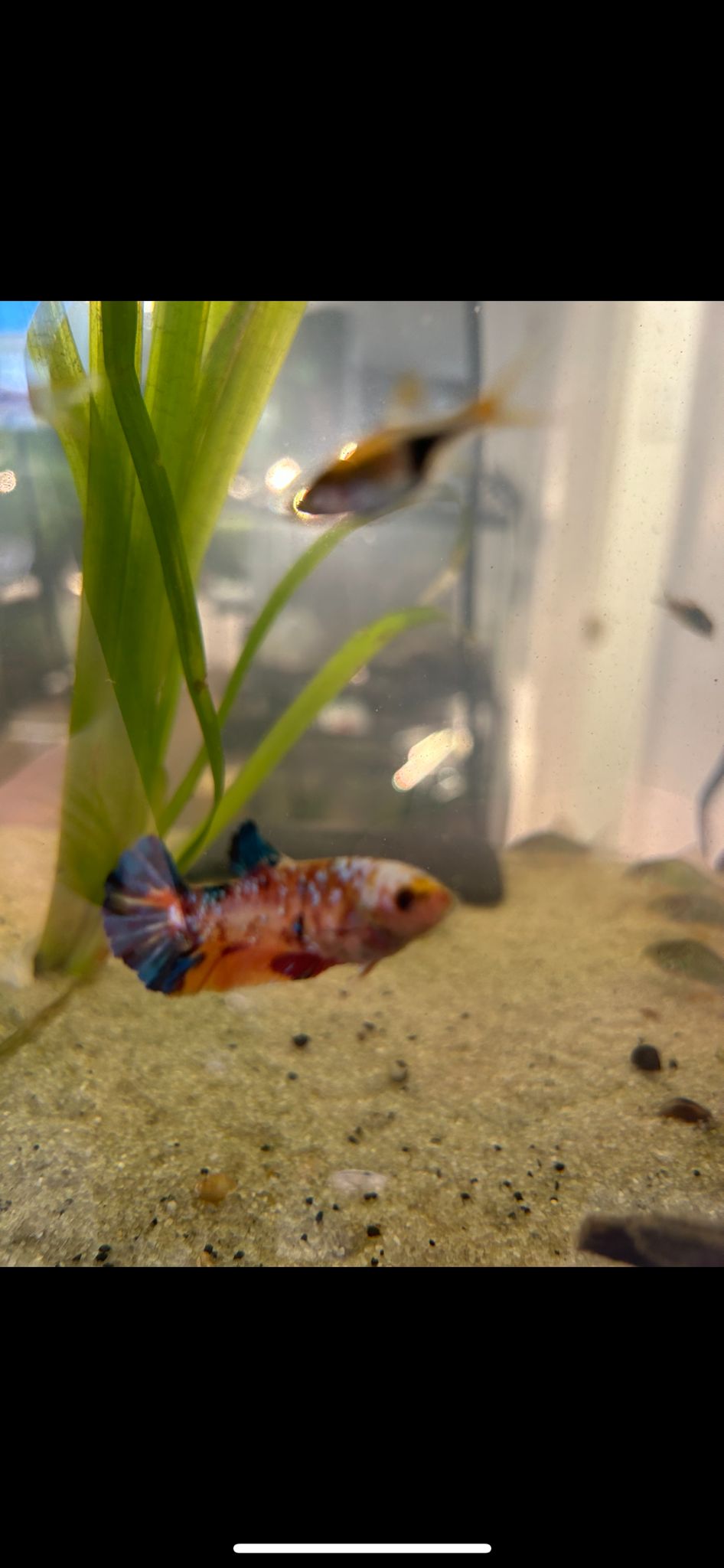 Betta femelle koï (Les couleurs peuvent varier) - NageoireBleue