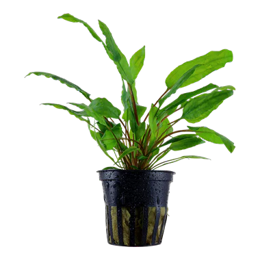cryptocoryne wendtii green - NageoireBleue