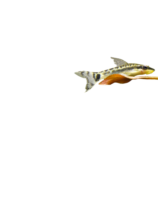 Otocinclus - NageoireBleue