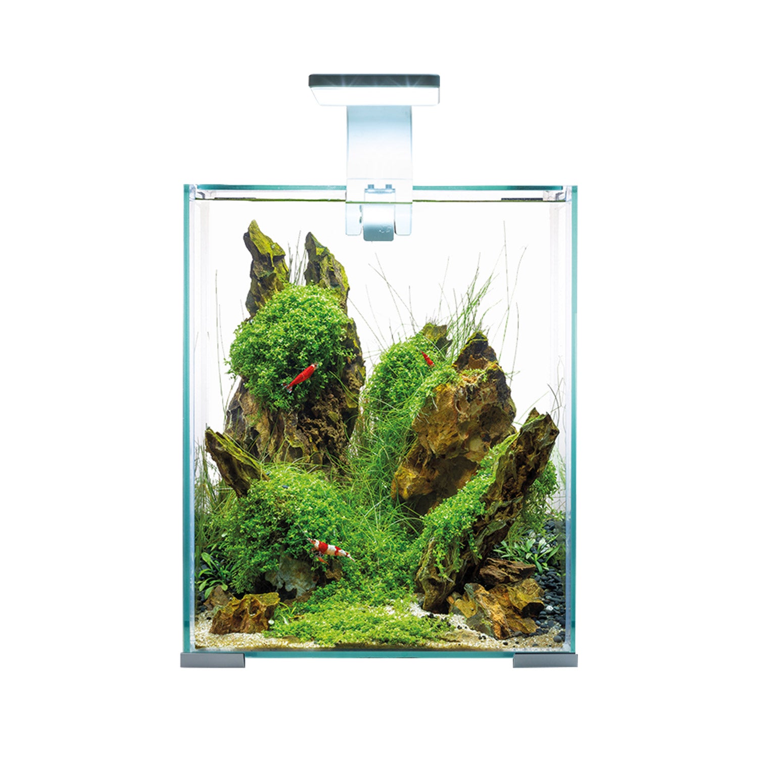 Aquael Shrimp Set - Day &amp; Night - 20L - Blanc ou Noir (Sur Livraison) (Mousse de Java, sol pour crevettes, feuilles de catappa, cônes d’aulne et Shrimp Fit inclus.) - NageoireBleue