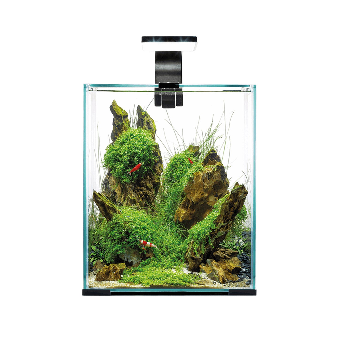 Aquael Shrimp Set - Day &amp; Night - 20L - Blanc ou Noir (Sur Livraison) (Mousse de Java, sol pour crevettes, feuilles de catappa, cônes d’aulne et Shrimp Fit inclus.) - NageoireBleue