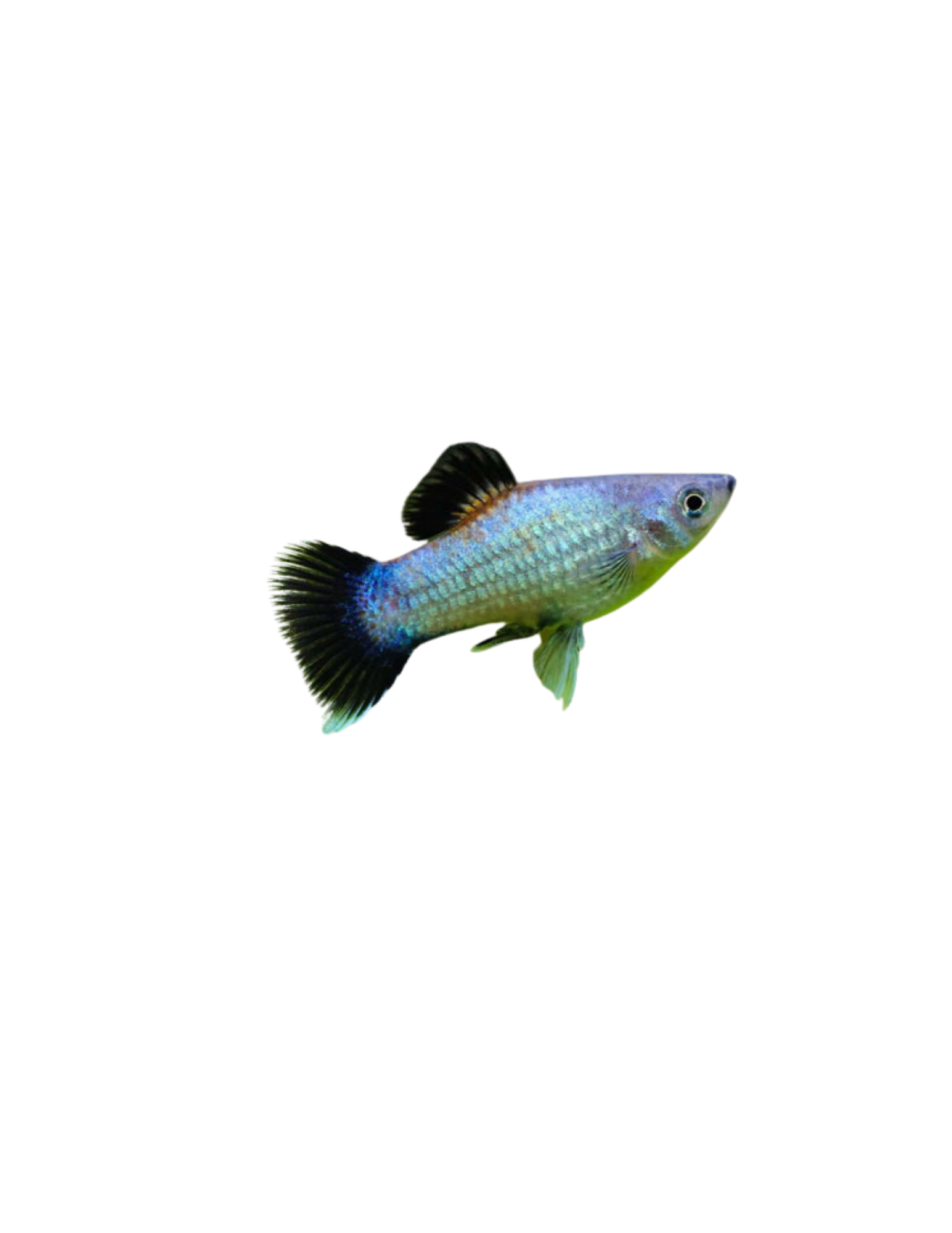Platy bleu wagtail - NageoireBleue