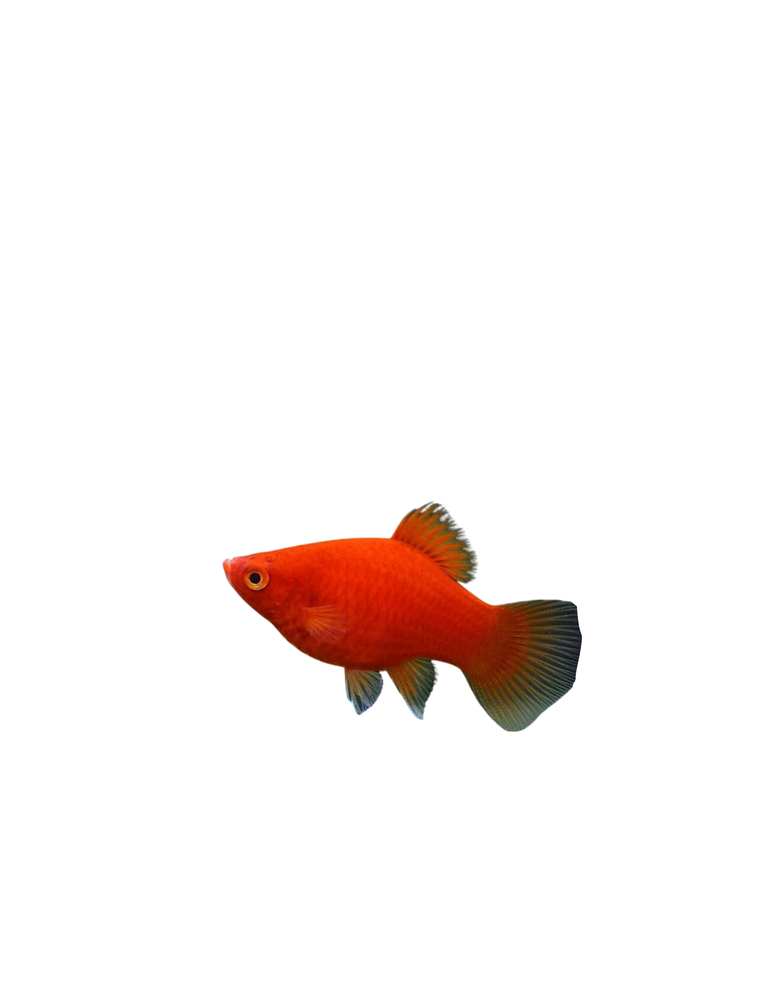 Platy Rouge - NageoireBleue