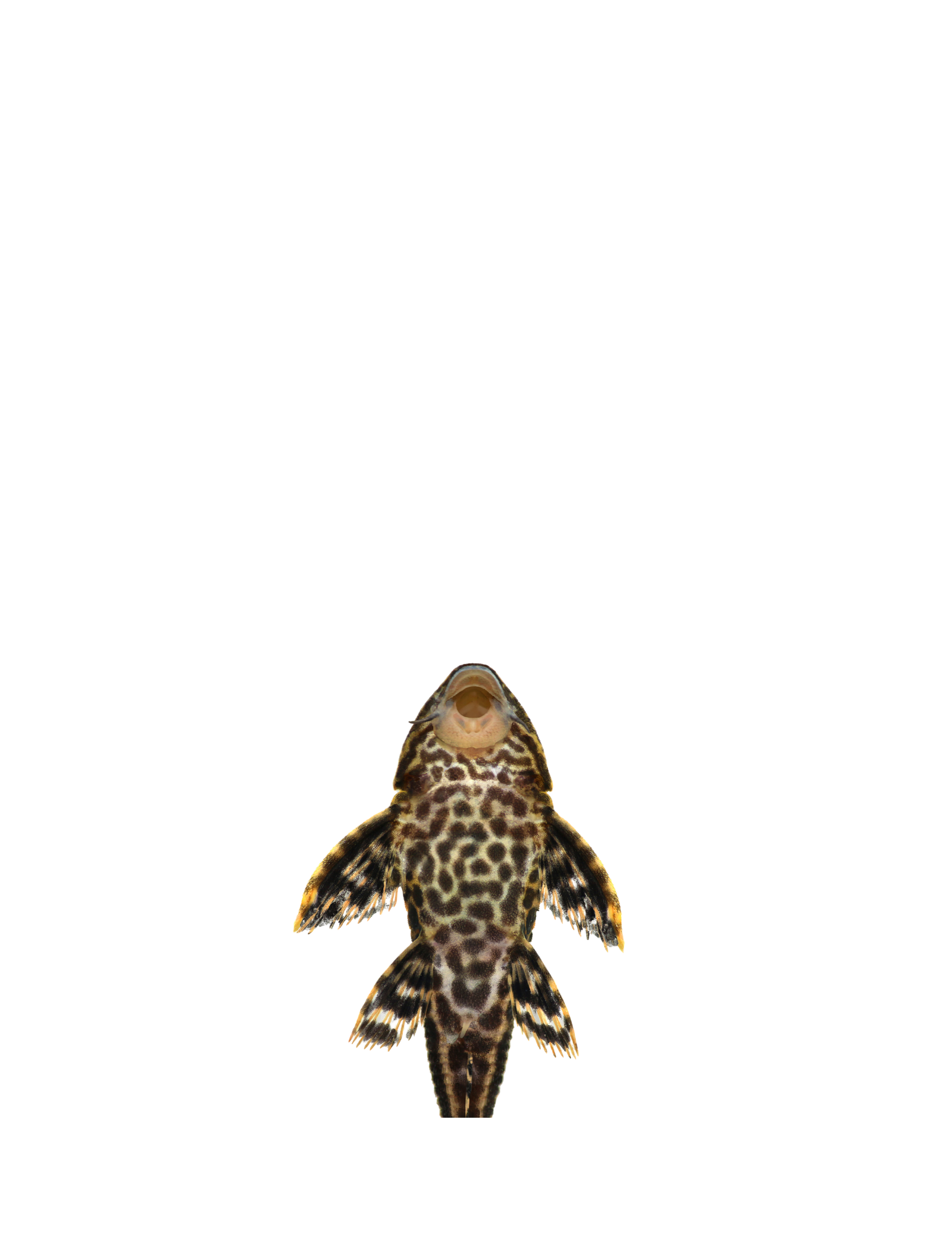 Pleco commun small - NageoireBleue