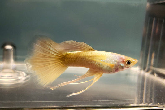 Guppy 24K "Gold" (Mâle) (Disponible en magasin le dimanche 22 février 2026) - NageoireBleue