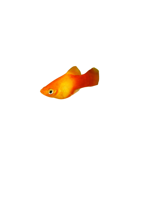 Poisson Platy orange - NageoireBleue
