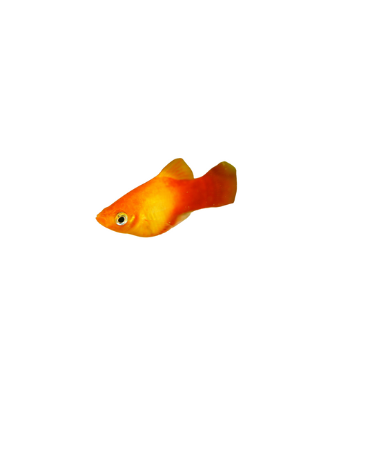 Poisson Platy orange