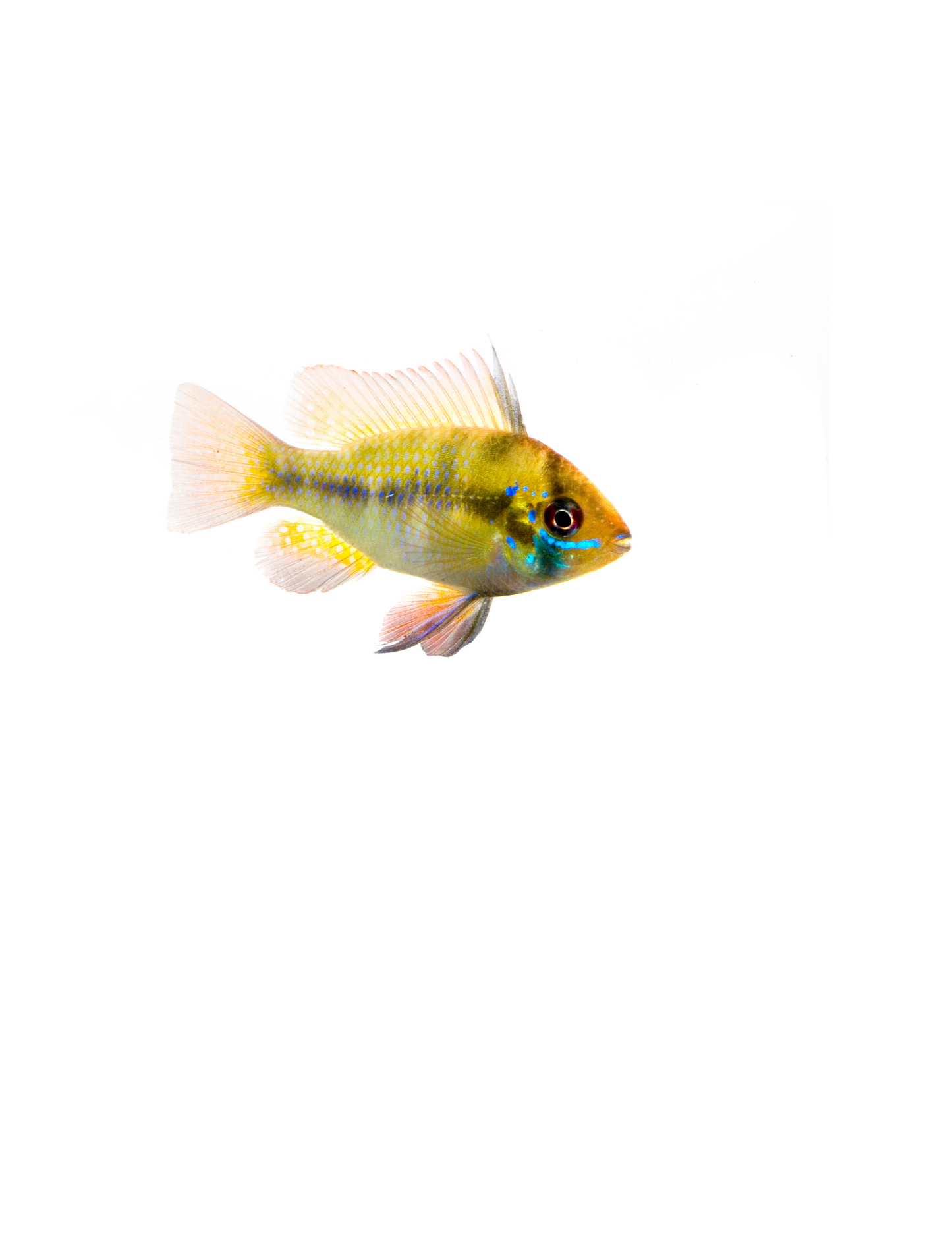 Ramirezi German Blue Ram - NageoireBleue