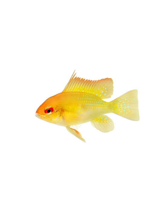Ramirezi Or - NageoireBleue