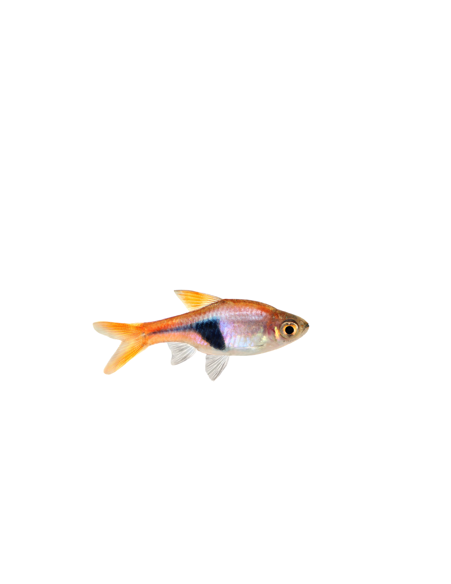 Rasbora Harlequin - NageoireBleue
