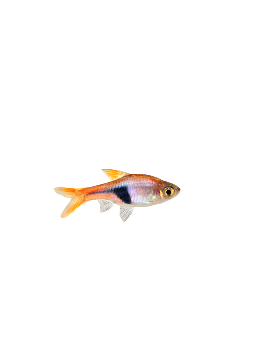 Rasbora Harlequin