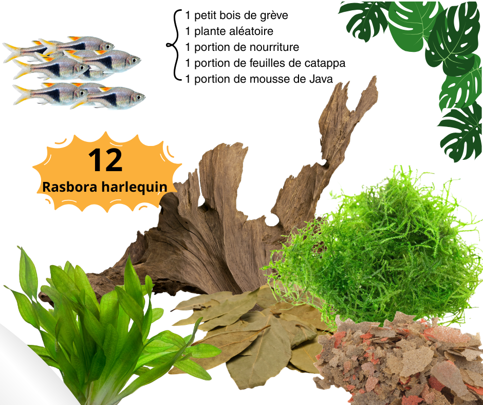 Combos rasbora harlequin - NageoireBleue