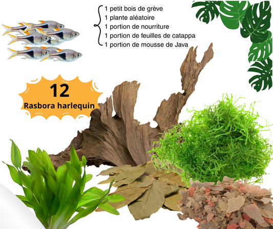 Combos rasbora harlequin - NageoireBleue