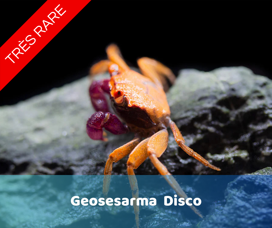 Disco Geosesarma | NageoireBleue