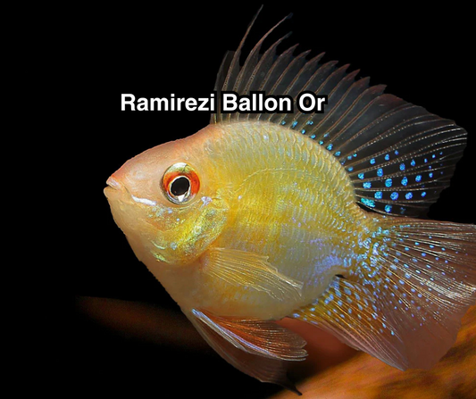 Ramirezi Ballon Or - NageoireBleue