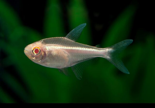 Tétra Néon Noir Albino - NageoireBleue