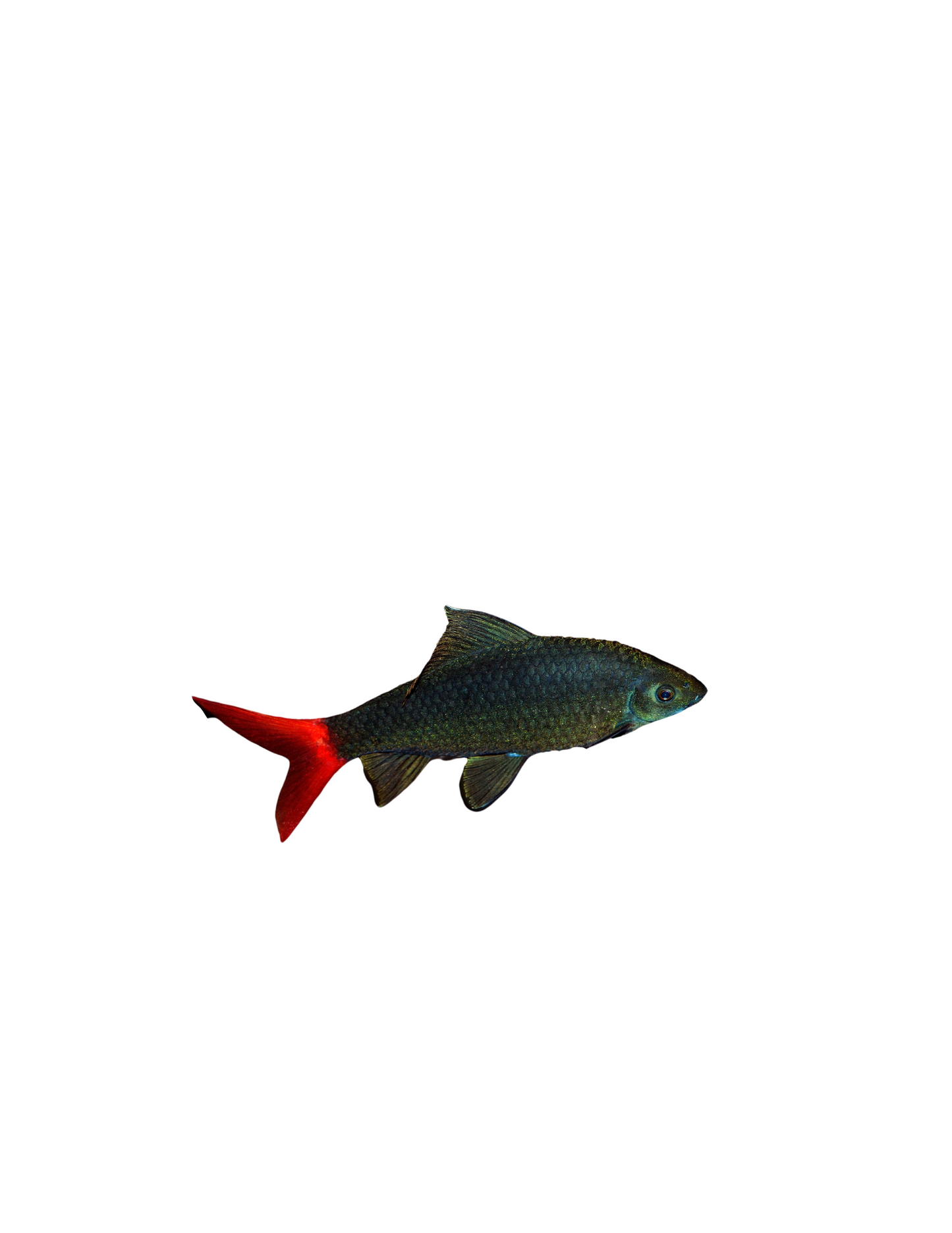 Requin à queue rouge noir (Epalzeorhynchos bicolor)