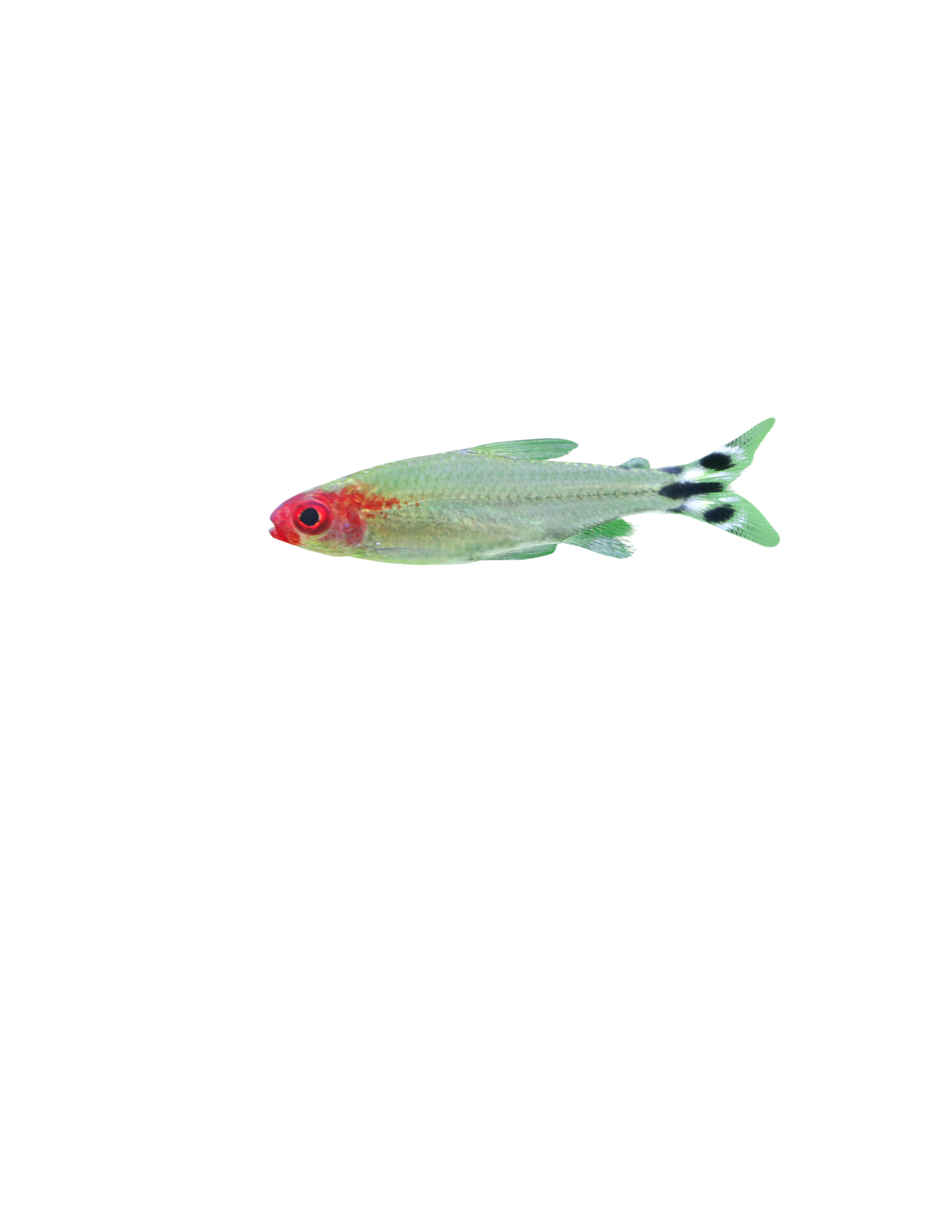 Rummy Nose Tetra - NageoireBleue