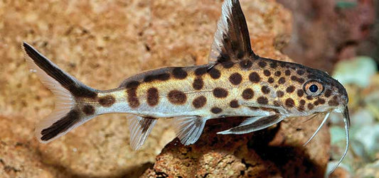 Synodontis Petricola - NageoireBleue