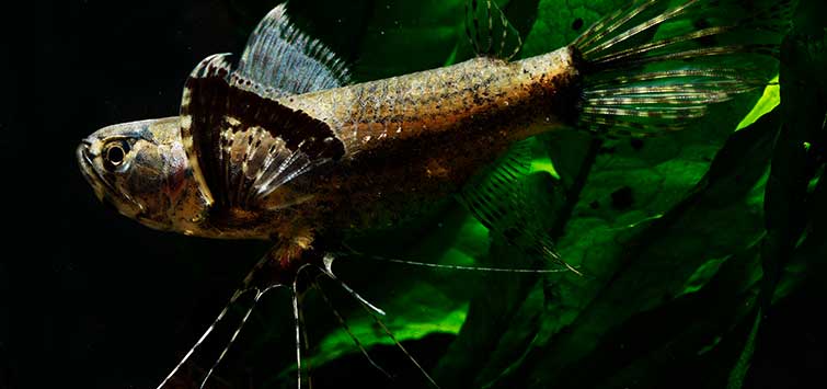 African Butterly Fish - NageoireBleue