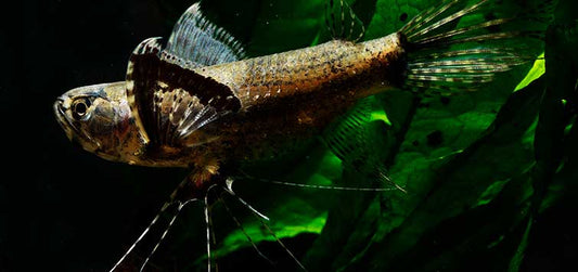 African Butterly Fish - NageoireBleue