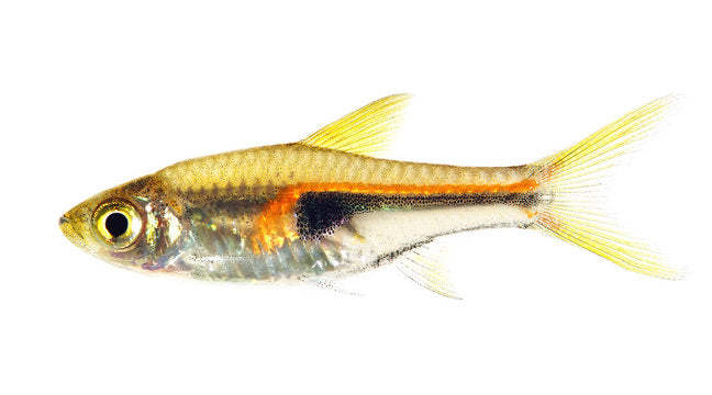 Rasbora Hengels - NageoireBleue