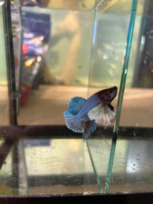 Betta Dumbo Male - NageoireBleue