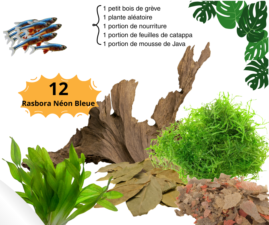 Combo Rasbora Néon Bleue - NageoireBleue