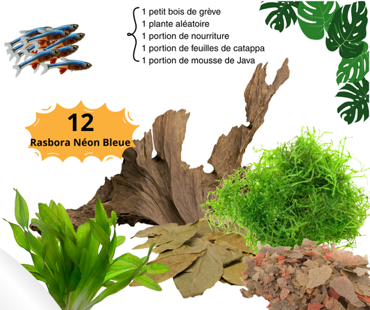 Combo Rasbora Néon Bleue - NageoireBleue