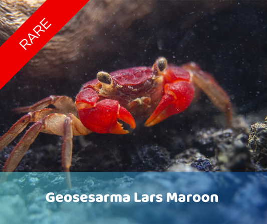 Geosesarma Lars Maroon
