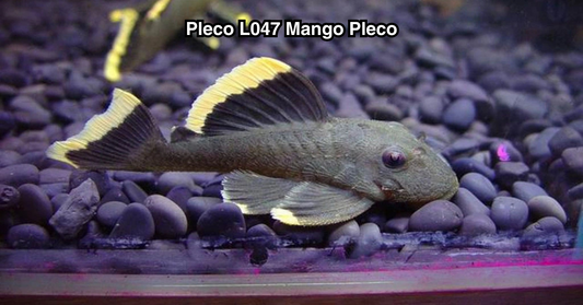 Mango Pleco L047 - NageoireBleue