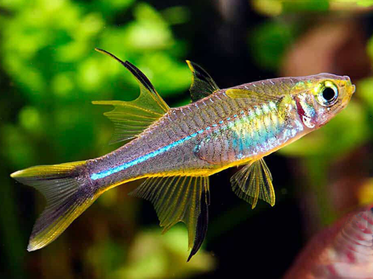 Celebes Rainbowfish (Marosatherina ladigesi) - NageoireBleue