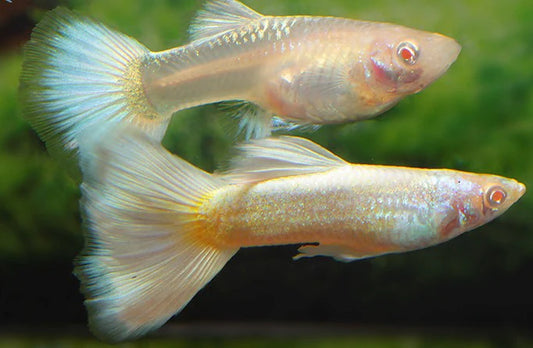 Guppy platinum (mâle)