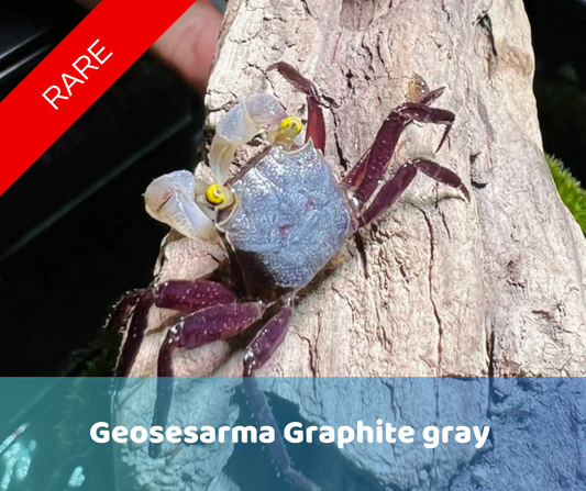 Geosesarma Graphite Gray