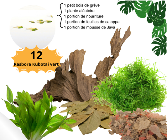Combo Rasbora Kubotai Vert - NageoireBleue