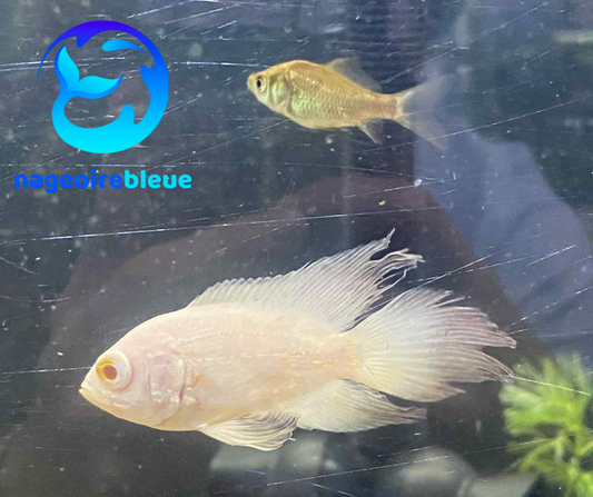 Oscar albinos à longues nageoires