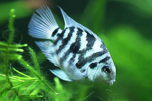 Blue Parrot Tiger Fish - NageoireBleue