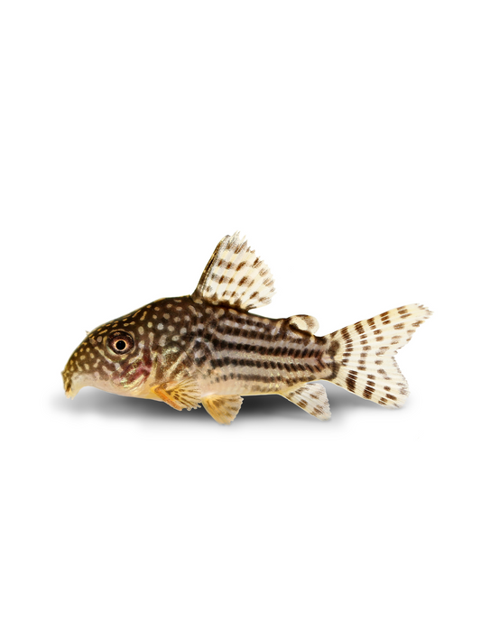 Corydoras sterbai