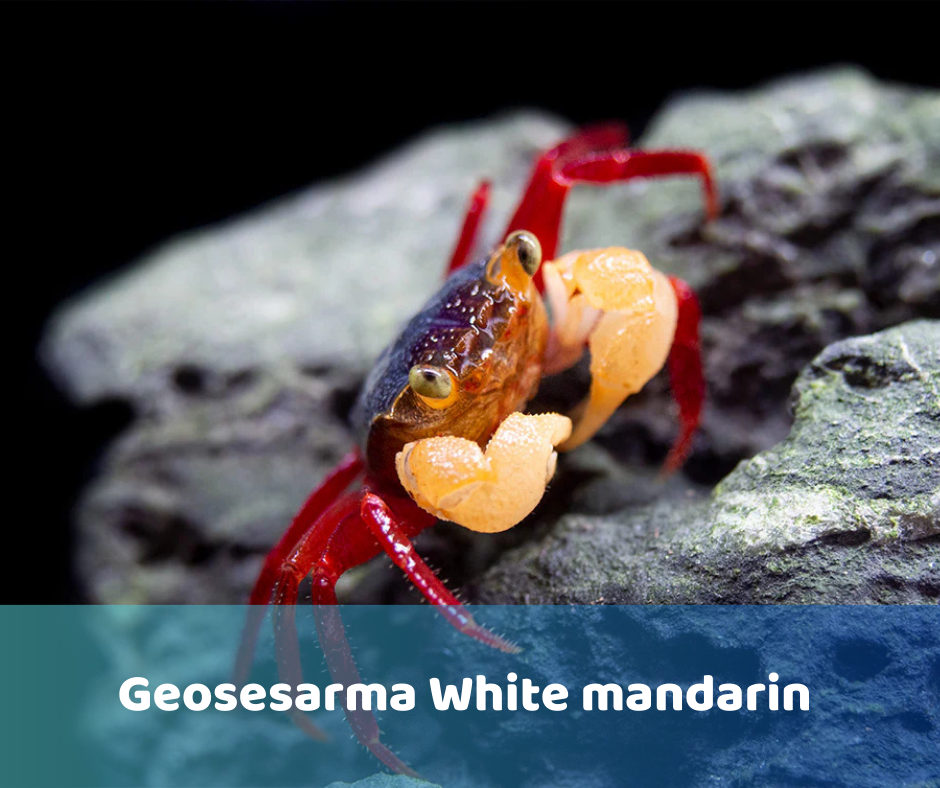 Geosesarma White Mandarin